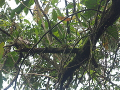 Ceratostylis backeri