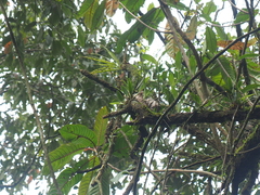 Ceratostylis backeri