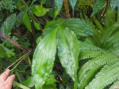 Phaius corymbioides