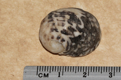 Nerita chamaeleon