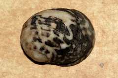 Nerita chamaeleon