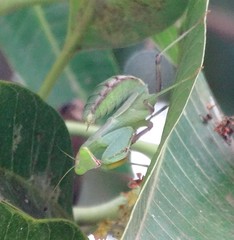 Mantidae