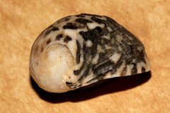 Nerita chamaeleon