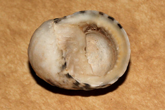 Nerita chamaeleon