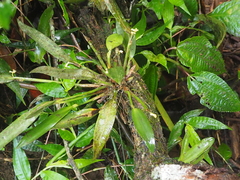 Ceratostylis backeri