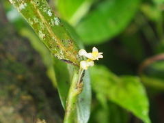 Ceratostylis backeri
