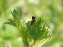Grapholita compositella