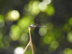 Diphlebia euphoeoides