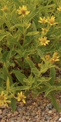 Arnica longifolia