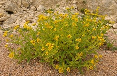 Arnica longifolia