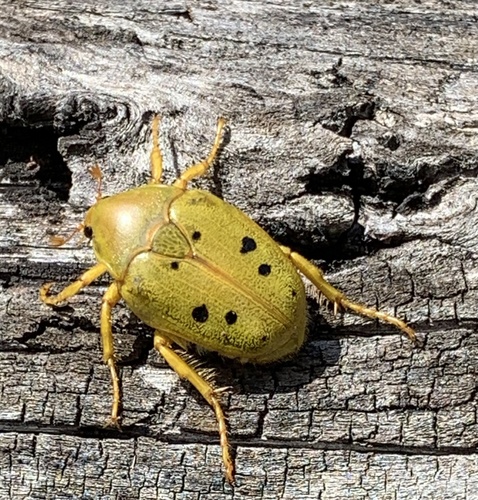 Schizorhina