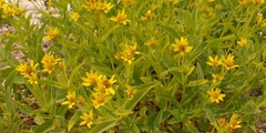 Arnica longifolia