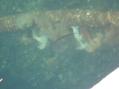 Aulorhynchus flavidus