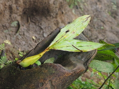 Pholidota imbricata
