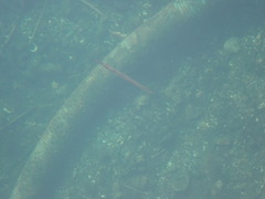 Aulorhynchus flavidus