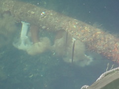 Aulorhynchus flavidus