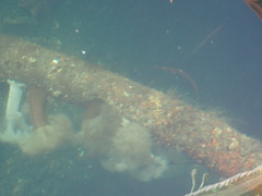 Aulorhynchus flavidus