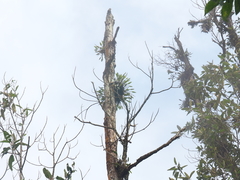 Ceratostylis backeri