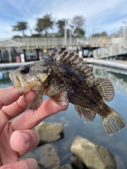 Sebastes rastrelliger