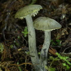 Sarcodon carbonarius