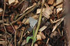 Catochrysops panormus