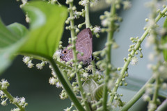Deudorix epijarbas cinnabarus