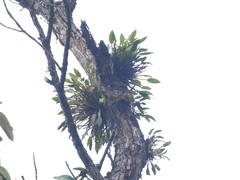 Ceratostylis backeri