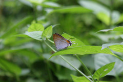 Hypolycaena thecloides