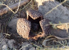 Prosopanche americana