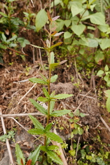 Berberis wallichiana