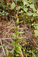Berberis wallichiana