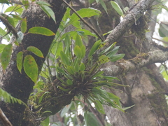 Ceratostylis backeri