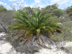 Macrozamia fraseri