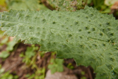 Urtica ardens