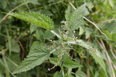 Urtica ardens