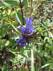 Gentiana scabra