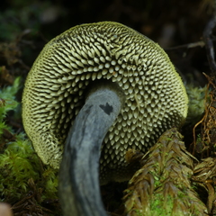 Sarcodon carbonarius