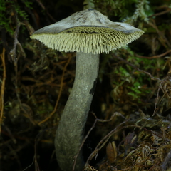 Sarcodon carbonarius