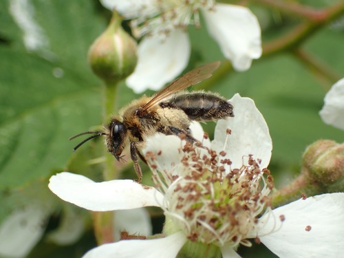 Chocolate Mining Bee