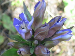 Gentiana scabra