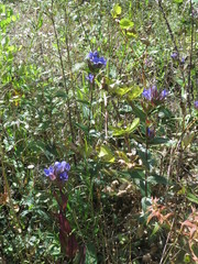 Gentiana scabra