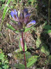 Gentiana scabra