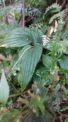 Crepidium koordersii