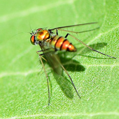 Condylostylus comatus