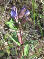 Gentiana scabra