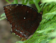 Elymnias hypermnestra undularis