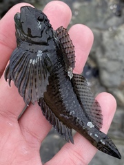 Clinocottus recalvus