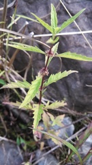 Mentha × rotundifolia