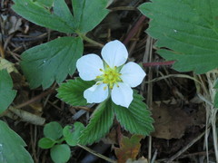 Fragaria orientalis