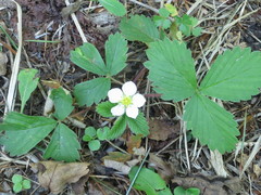 Fragaria orientalis
